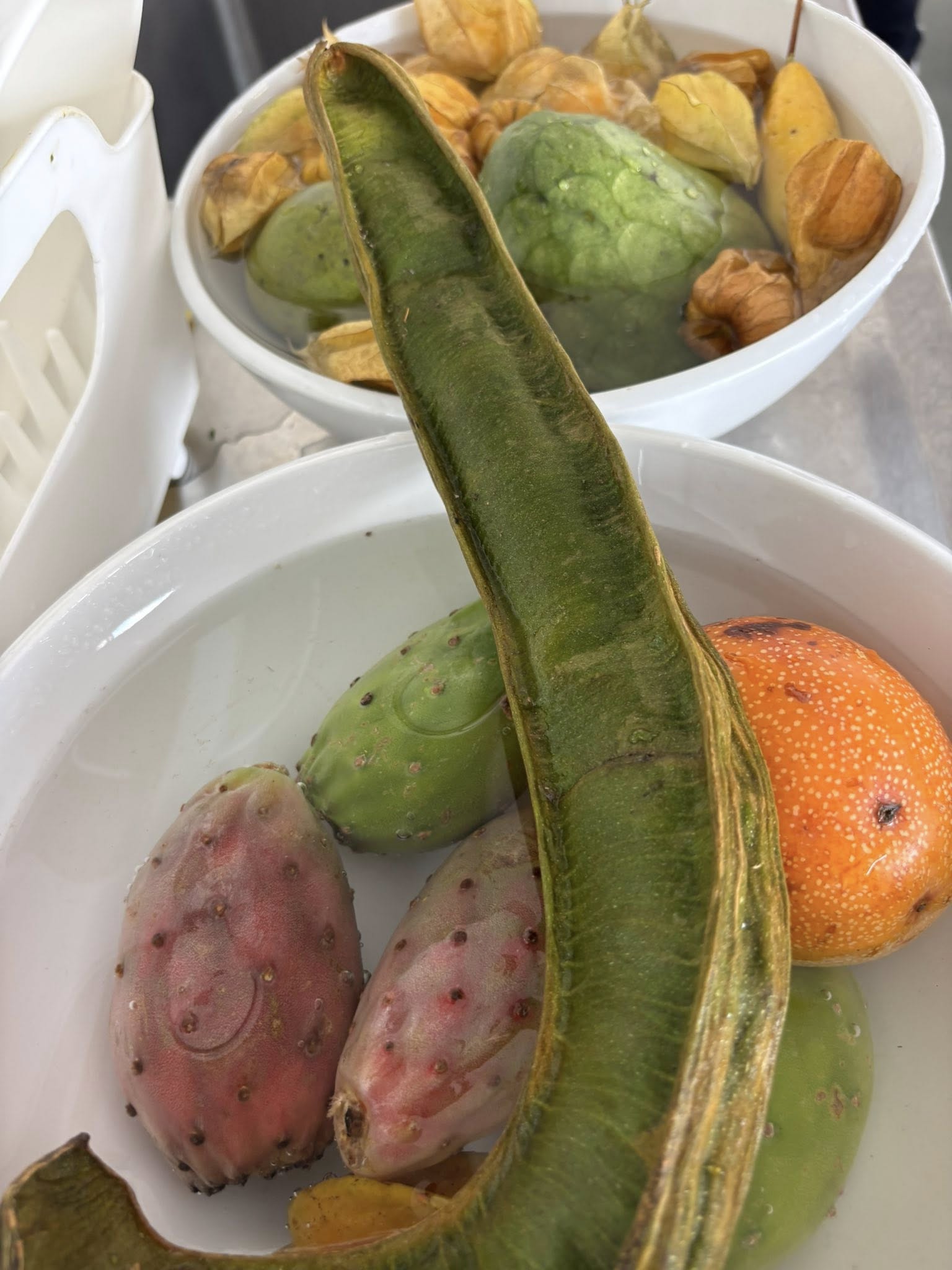 matzenta oaxaca diaries 6 13